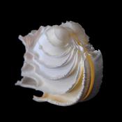 callanaitis disjecta 5-2019 9462